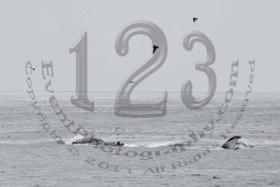 Pacific Nature Tours - 8 Hour Cruise to Coronado Islands