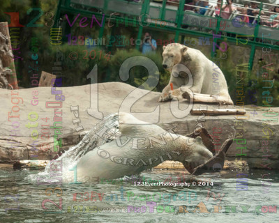 Polar Bear Playtime Spring of 2014