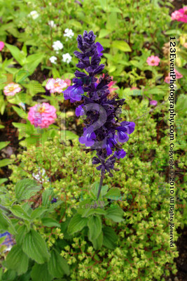 123's Bugs, Bees & Flowers