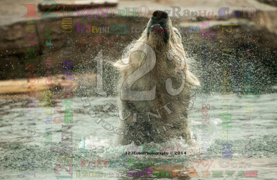 Polar Bear Playtime Spring of 2014