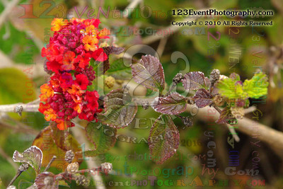 123's Bugs, Bees & Flowers