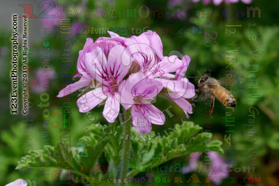123's Bugs, Bees & Flowers