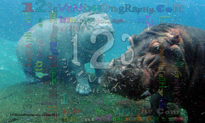 Mom & 1 Year Old Baby Hippo
