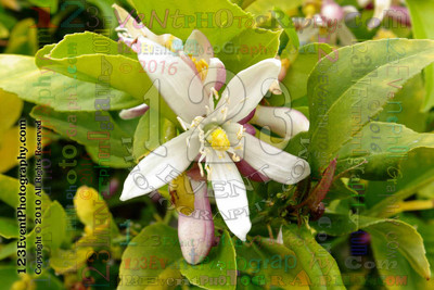 123's Bugs, Bees & Flowers