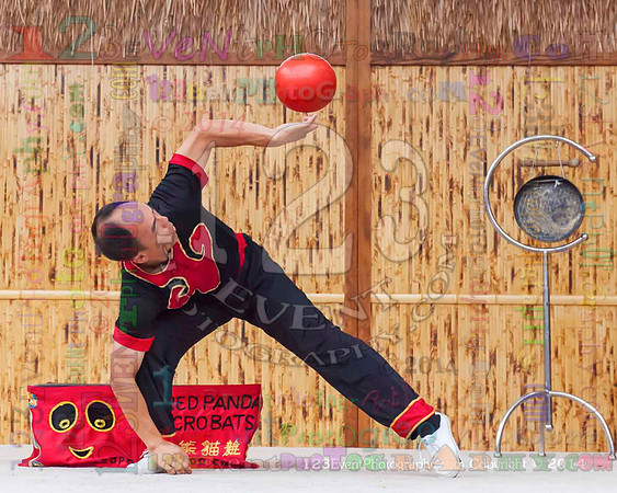 2014 Red Panda Acrobats @ The San Diego Zoo Safari Park
