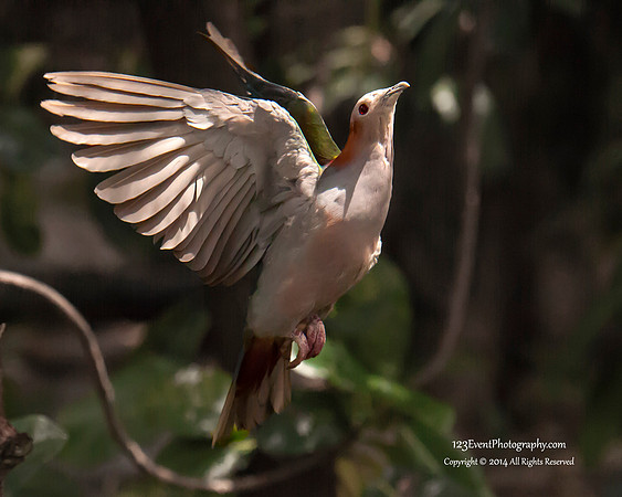 2014 San Diego Zoo - Sulawesi Green Imperial-pigeon