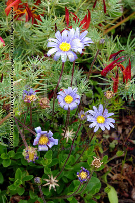 123's Bugs, Bees & Flowers