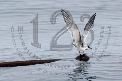 Pacific Nature Tours - 8 Hour Cruise to Coronado Islands