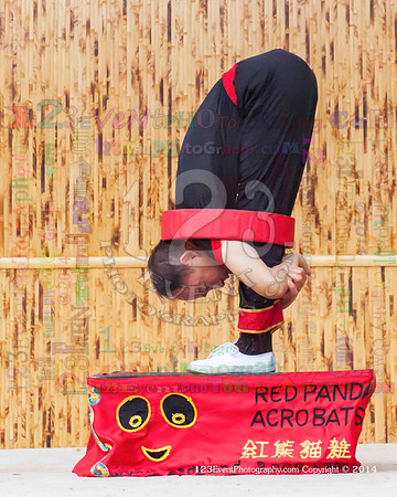 2014 Red Panda Acrobats @ The San Diego Zoo Safari Park