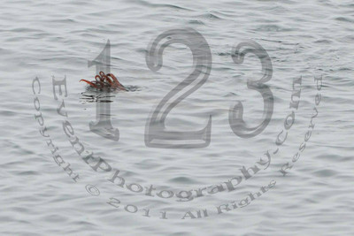 Pacific Nature Tours - 8 Hour Cruise to Coronado Islands