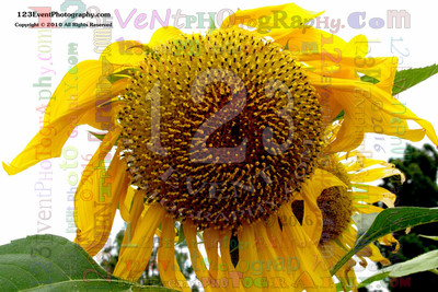 123's Bugs, Bees & Flowers